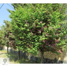 Pirosvirágú díszgalagonya virágzó ág