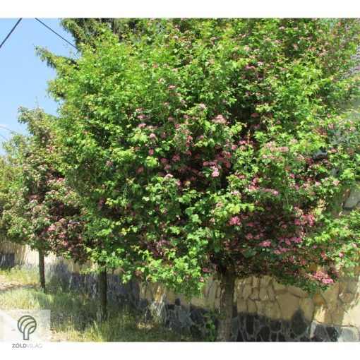 Pirosvirágú díszgalagonya virágzó ág