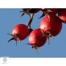 Ehető kínai galagonya beérett termései a fán