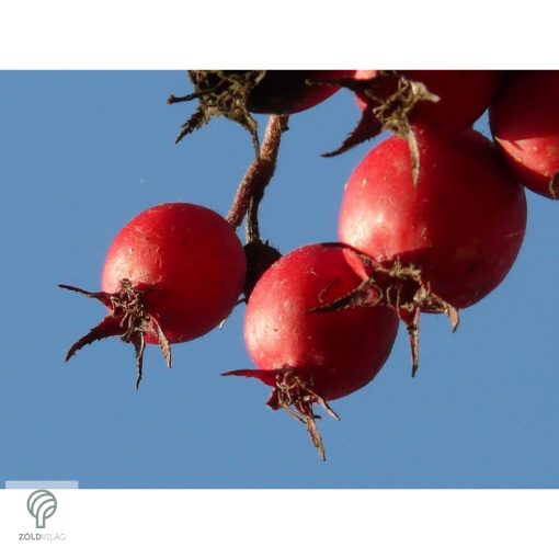 Ehető kínai galagonya beérett termései a fán