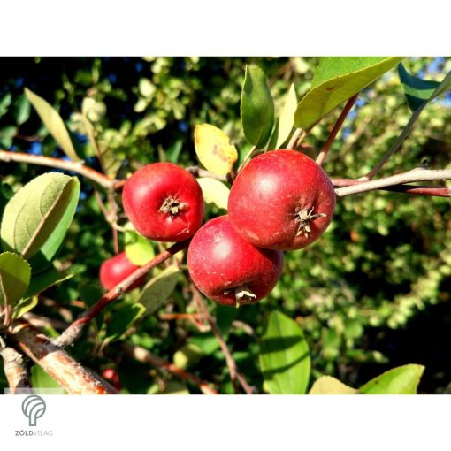 Ehető kínai galagonya beérett termései a fán