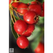 Ehető kínai galagonya beérett termései a fán