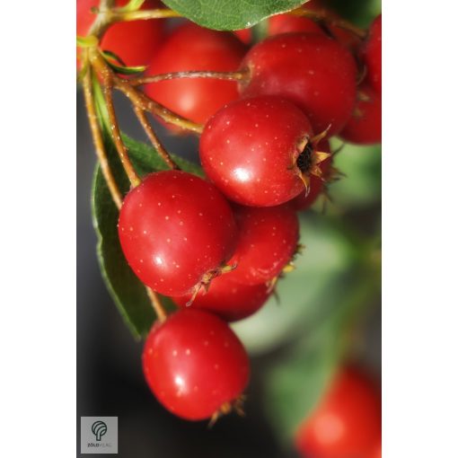 Ehető kínai galagonya beérett termései a fán