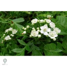 Ehető kínai galagonya beérett termései a fán