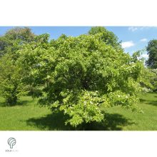 Ehető kínai galagonya beérett termései a fán