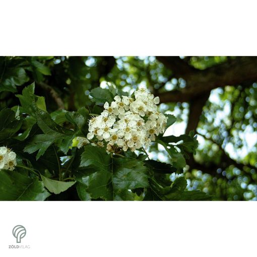 Ehető kínai galagonya beérett termései a fán