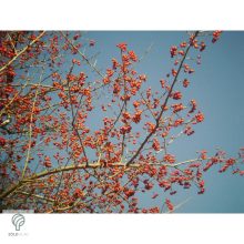 Ehető kínai galagonya beérett termései a fán