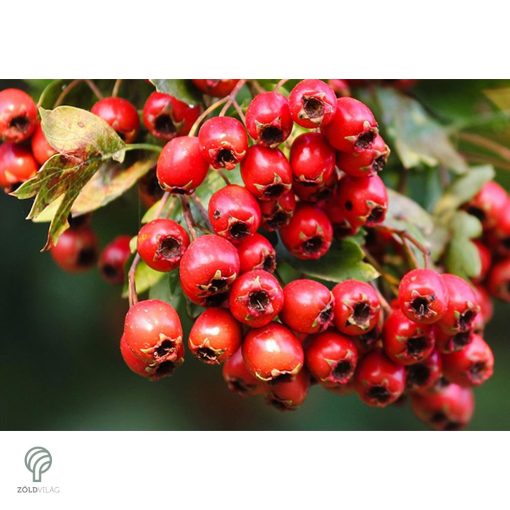 Ehető kínai galagonya beérett termései a fán