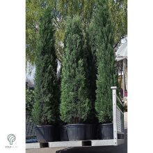 Nagy méretű Bleu Jeans leyland ciprus rakodása