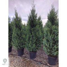 Nagy méretű Bleu Jeans leyland ciprus rakodása