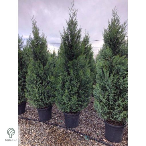 Nagy méretű Bleu Jeans leyland ciprus rakodása