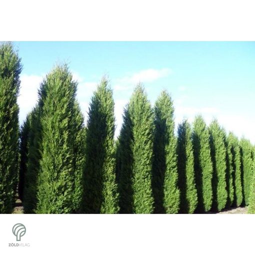 Nagy méretű Bleu Jeans leyland ciprus rakodása