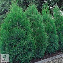 Nagy méretű Bleu Jeans leyland ciprus rakodása