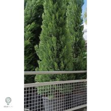 Nagy méretű Bleu Jeans leyland ciprus rakodása