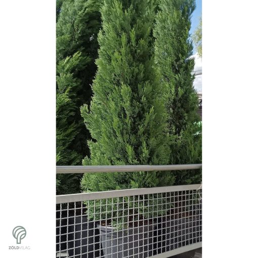 Nagy méretű Bleu Jeans leyland ciprus rakodása