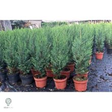 Nagy méretű Bleu Jeans leyland ciprus rakodása