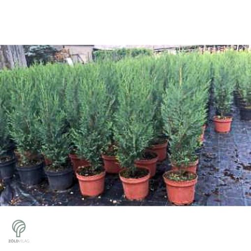 Nagy méretű Bleu Jeans leyland ciprus rakodása