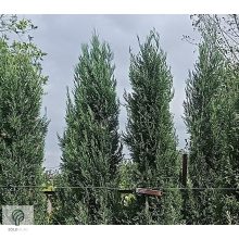 Nagy méretű Bleu Jeans leyland ciprus rakodása