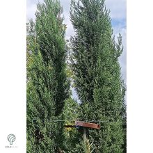 Nagy méretű Bleu Jeans leyland ciprus rakodása