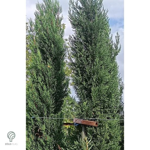 Nagy méretű Bleu Jeans leyland ciprus rakodása