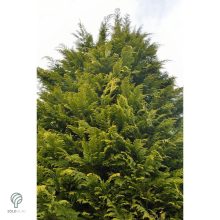 Arany leyland ciprus habitus