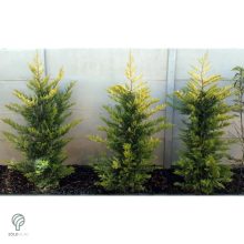 Arany leyland ciprus habitus