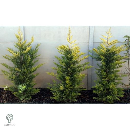 Arany leyland ciprus habitus