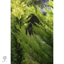 Arany leyland ciprus habitus