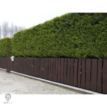 Arany leyland ciprus habitus