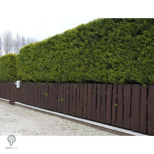 Arany leyland ciprus habitus