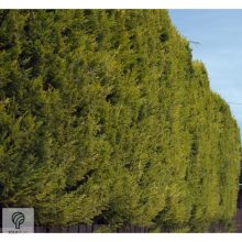 Arany leyland ciprus habitus