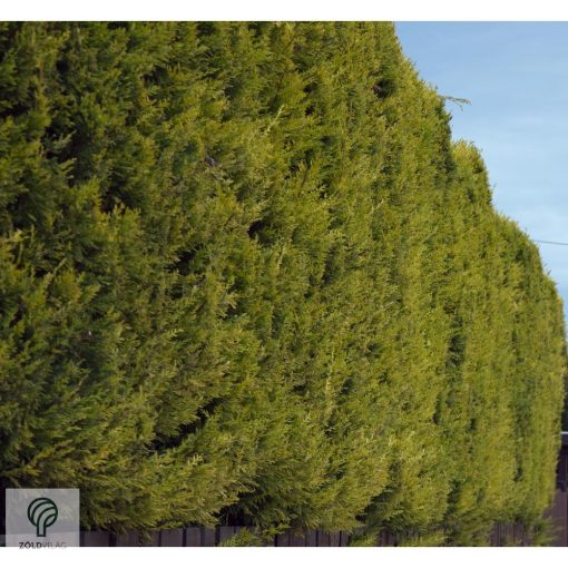 Arany leyland ciprus habitus