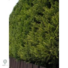 Arany leyland ciprus habitus