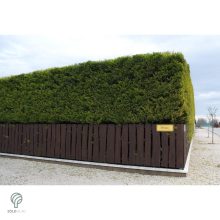 Arany leyland ciprus habitus