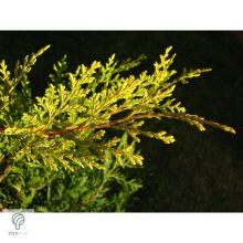 Arany leyland ciprus habitus