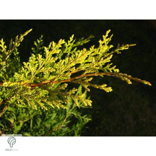 Arany leyland ciprus habitus