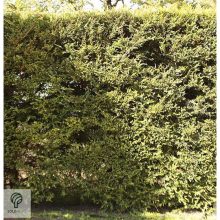 Arany leyland ciprus habitus