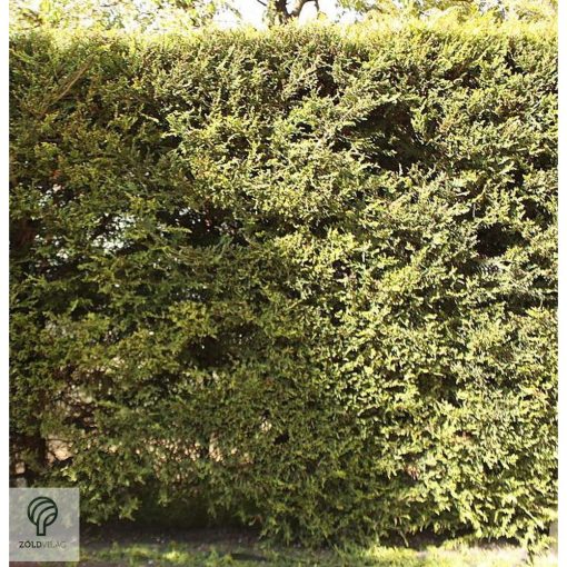 Arany leyland ciprus habitus