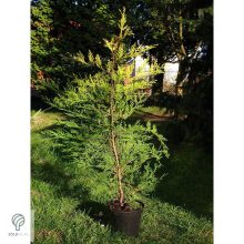 Arany leyland ciprus habitus