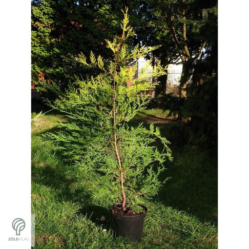 Arany leyland ciprus habitus