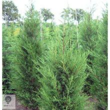 Green Rocket oszlopos leyland ciprus konténerben