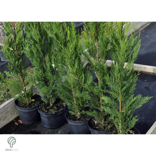 Green Rocket oszlopos leyland ciprus konténerben