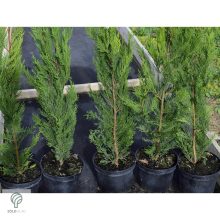 Green Rocket oszlopos leyland ciprus konténerben