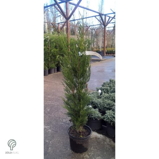 Green Rocket oszlopos leyland ciprus konténerben