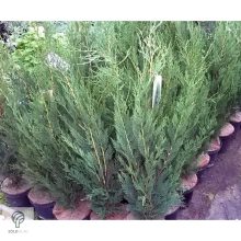 Green Rocket oszlopos leyland ciprus konténerben