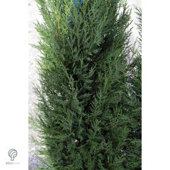 Pyramidalis oszlopos leyland ciprus konténerben