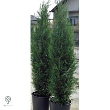 Pyramidalis oszlopos leyland ciprus konténerben