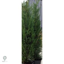 Pyramidalis oszlopos leyland ciprus konténerben