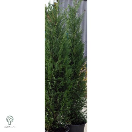 Pyramidalis oszlopos leyland ciprus konténerben