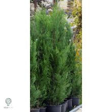 Pyramidalis oszlopos leyland ciprus konténerben